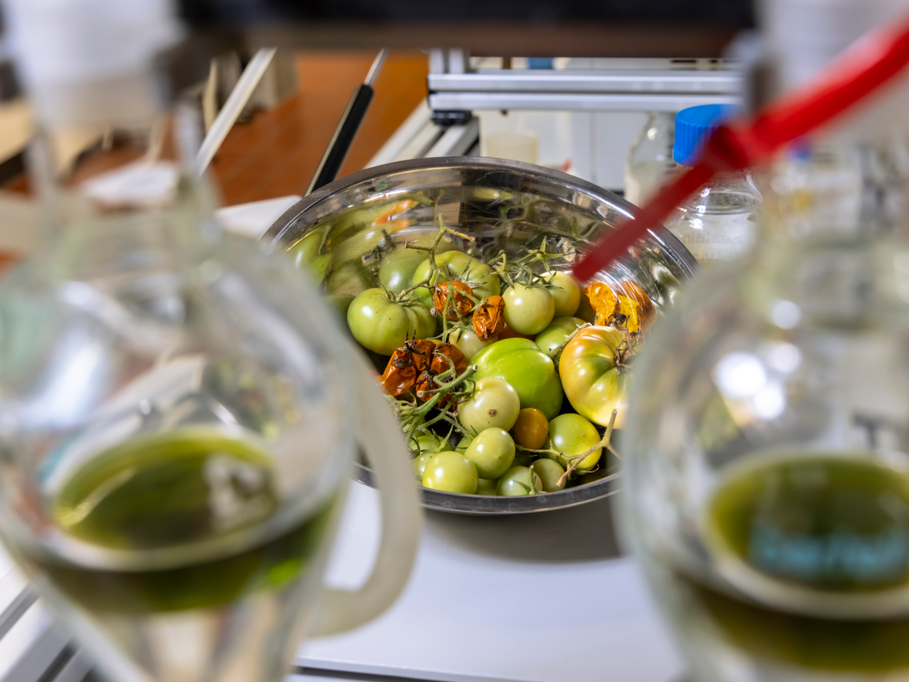 Aus Resten der Tomatenproduktion soll nachhaltiger Flugzeugtreibstoff werden - EU-Projekt ToFuel Aus Resten der Tomatenproduktion, wie Blättern, Stängeln, Samen, Schalen sowie unreifen und schimmligen Früchten, soll nachhaltiger Flugzeugtreibstoff werden.