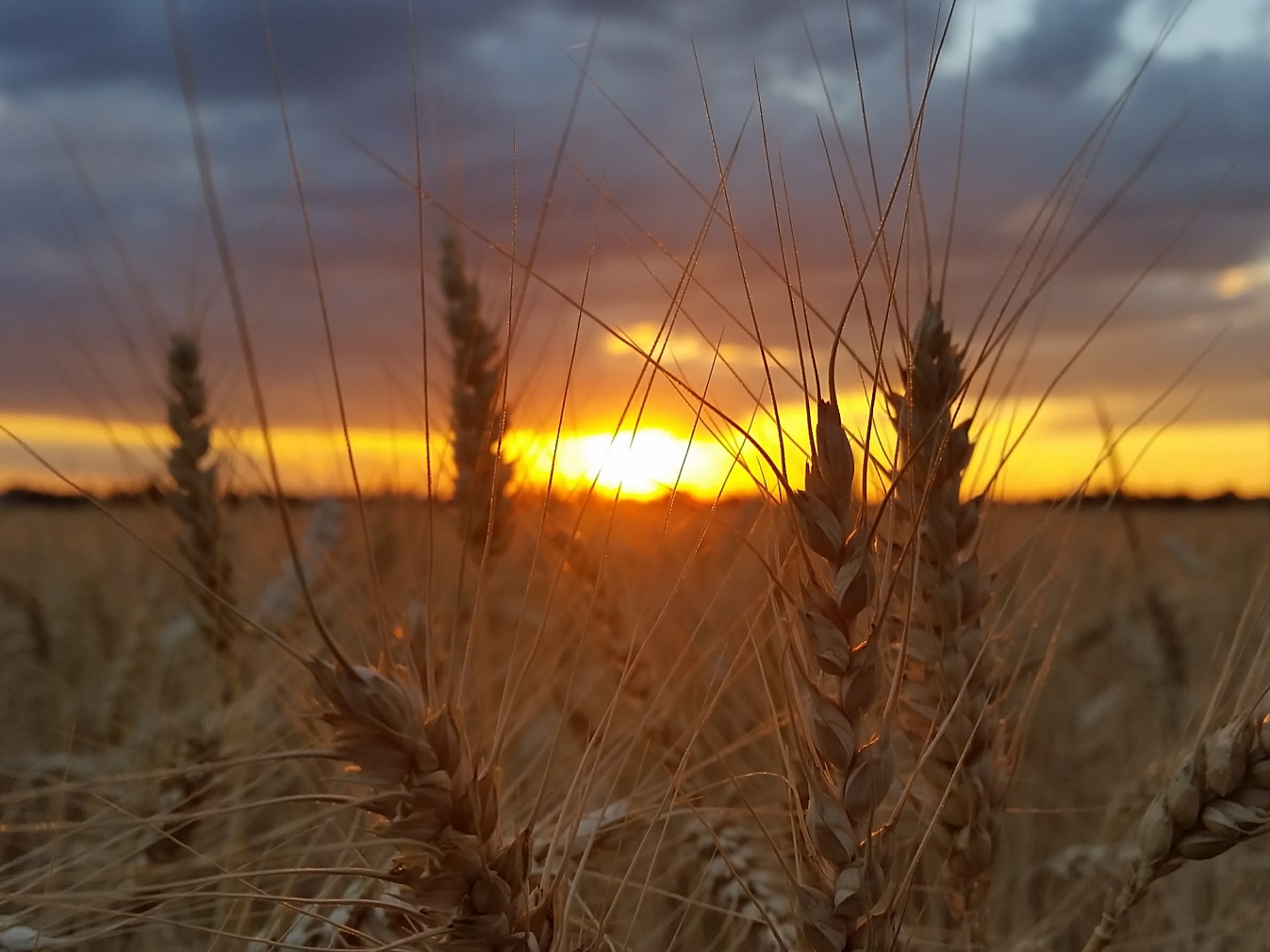 Weniger Dünger, mehr Ertrag: So soll Weizen klimaresilient und nachhaltiger werden Weizenfeld im Tullnerfeld