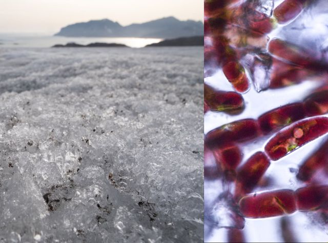 Klimawandel kleine Algen bilden dunkle Flecken auf dem Eis kleine Algen bilden dunkle Flecken auf dem Eis und beschleunigen so den Klimawandel