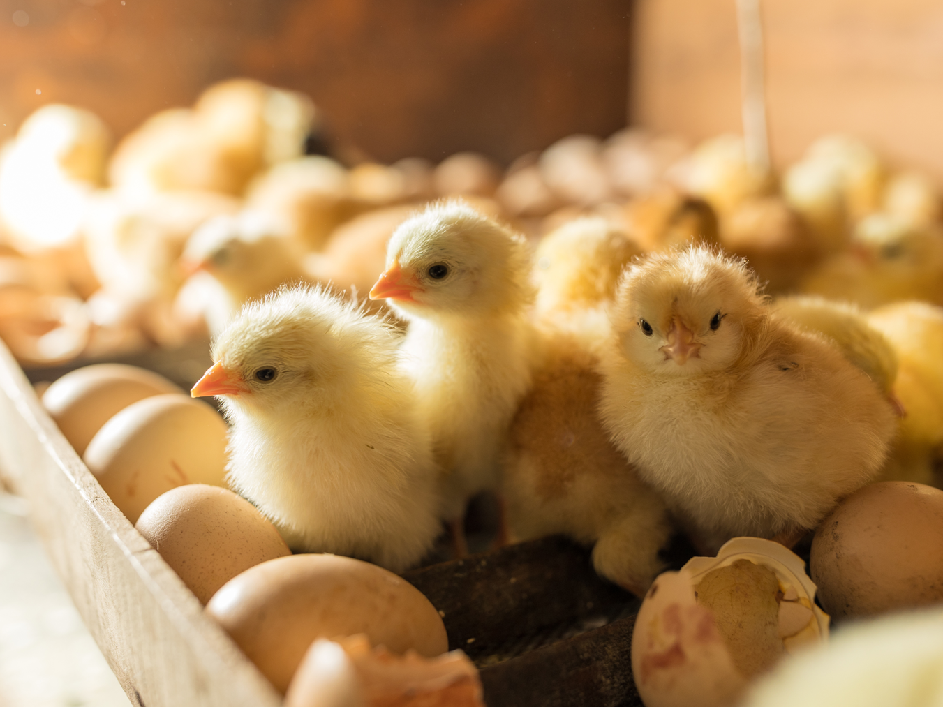 EIer und frisch geschlüpfte Küken in einem Inkubator