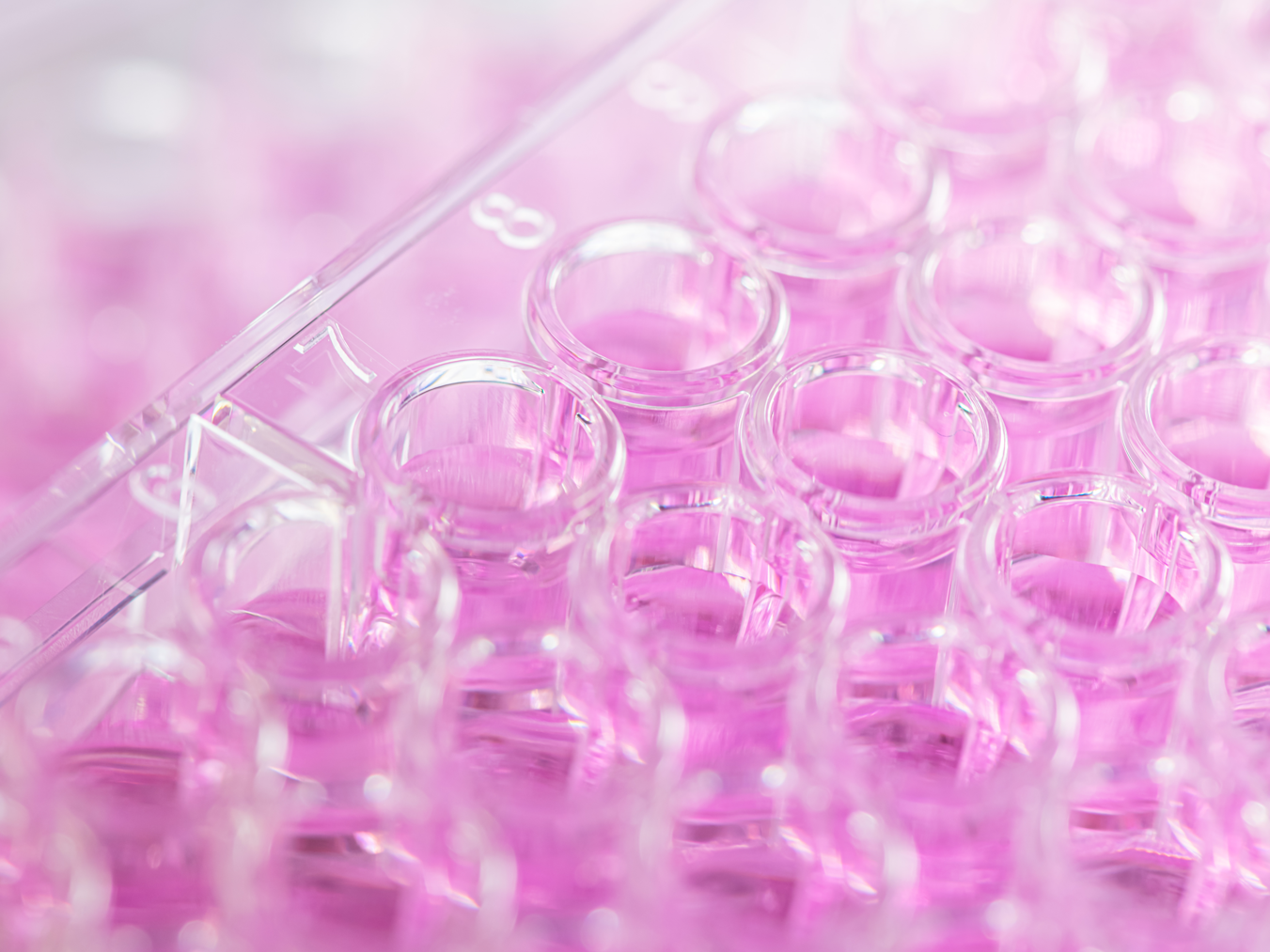 Mikrotiterplatte Biotinidasebestimmung