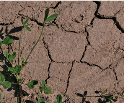 Trockenrisse im Boden Trockenrisse im Boden bedrohen Wasserqualität