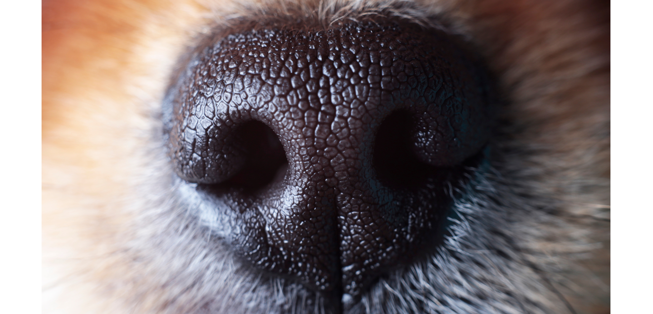 Spürhunde erkennen nicht nur COVID, sondern auch Long-COVID Spürhunde erkennen nicht nur COVID, sondern auch Long-COVID