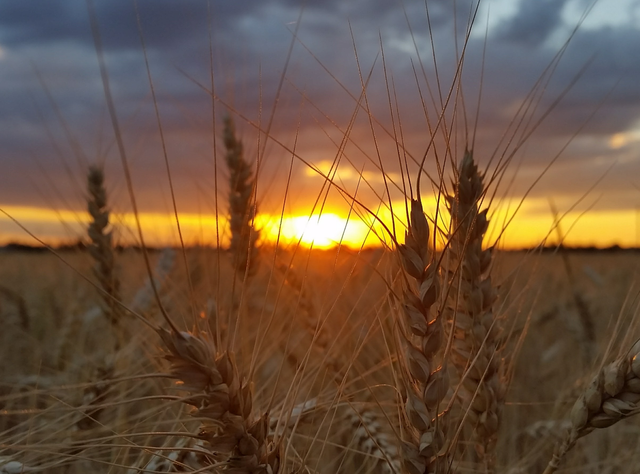 Weniger Dünger, mehr Ertrag: So soll Weizen klimaresilient und nachhaltiger werden Weizenfeld im Tullnerfeld