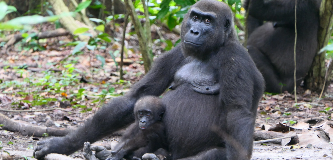 Ambia und Malumbi – zwei westliche Flachlandgorillas (Gorilla gorilla gorilla) im Loango-Nationalpark. Ambia und Malumbi – zwei westliche Flachlandgorillas (Gorilla gorilla gorilla) im Loango-Nationalpark.