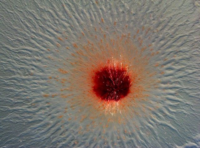 Mikroskopische Aufnahme einer Kolonie von Pendulispora rubella