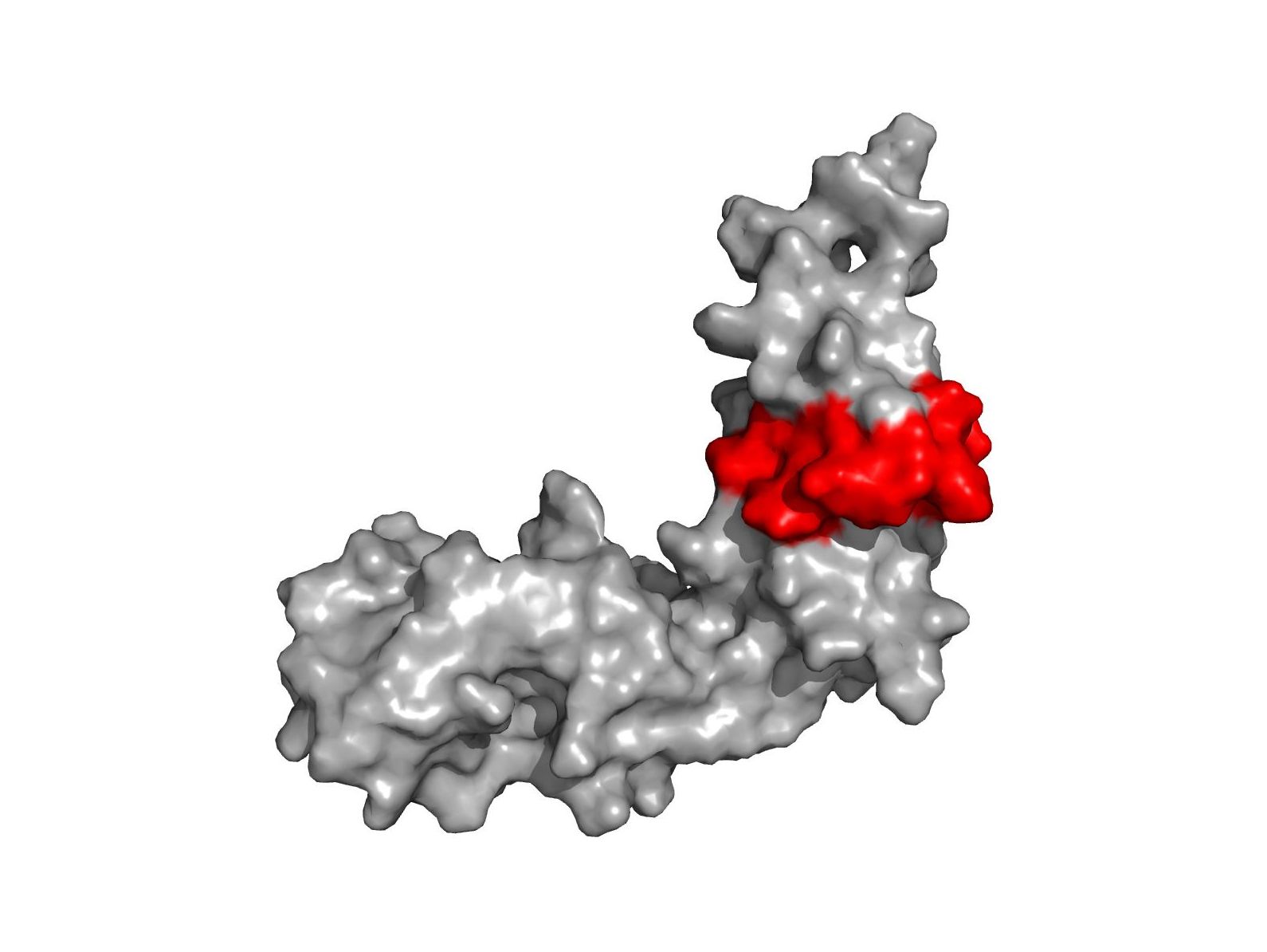 Modelldarstellung eines Teils des Proteins Paxillin (grau). Mit roter Farbe ist ein bewegliches Segment von Paxillin hervorgehoben.