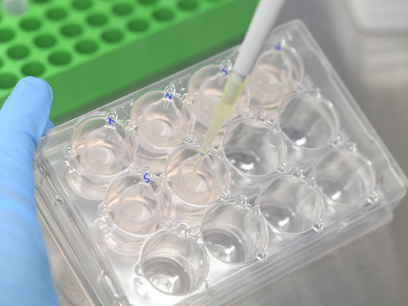 Forschung mit Hautmodellen Pipettiervorgang bei Forschung mit Hautmodellen