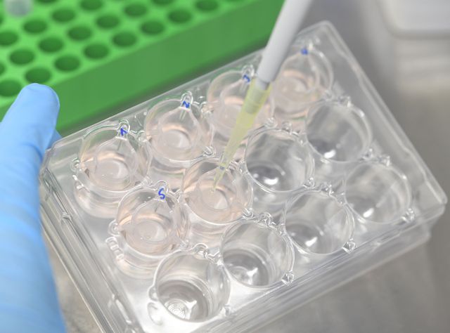 Forschung mit Hautmodellen Pipettiervorgang bei Forschung mit Hautmodellen