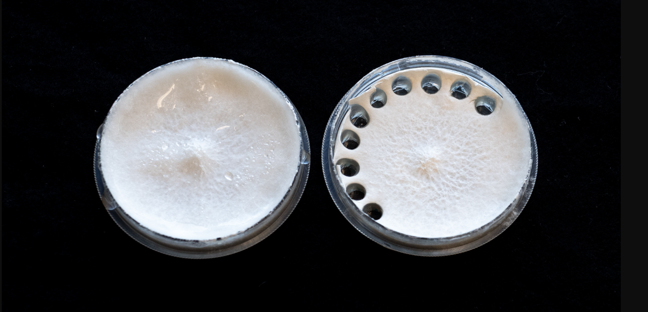 Lebender Faserverbundwerkstoff aus Pilzmycel als Basis für biologisch abbaubare Materialien. Lebender Faserverbundwerkstoff aus Pilzmycel als Basis für biologisch abbaubare Materialien. Hier als Feststoff in einer Petrischale. EInmal mit und einmal ohne Ausstanzungen.