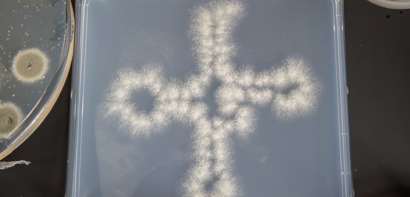 Aspergillus fumigatus-Kolonien, die in Form eines tRNA-Moleküls ausgestrichen wurden Aspergillus fumigatus-Kolonien, die in Form eines tRNA-Moleküls ausgestrichen wurden