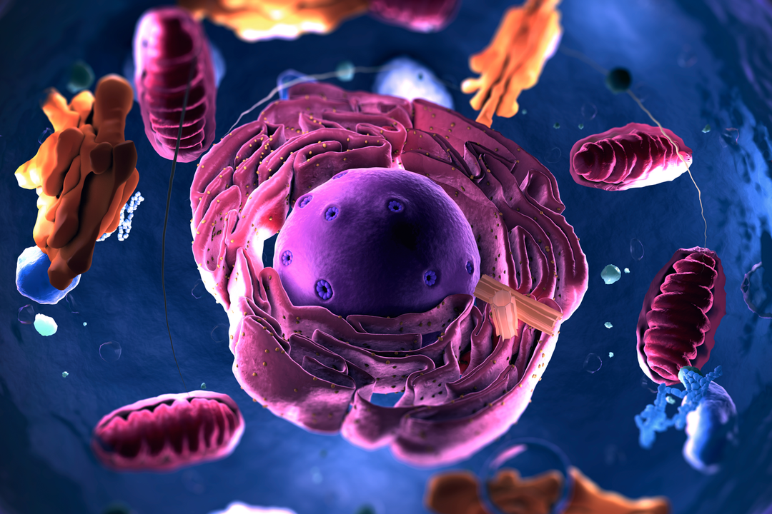 Verhindert Cholin das Altern von Mitochondrien? Die verborgene Chemie unserer Zellen Zelle mit Zellorganellen und Mitochondrien