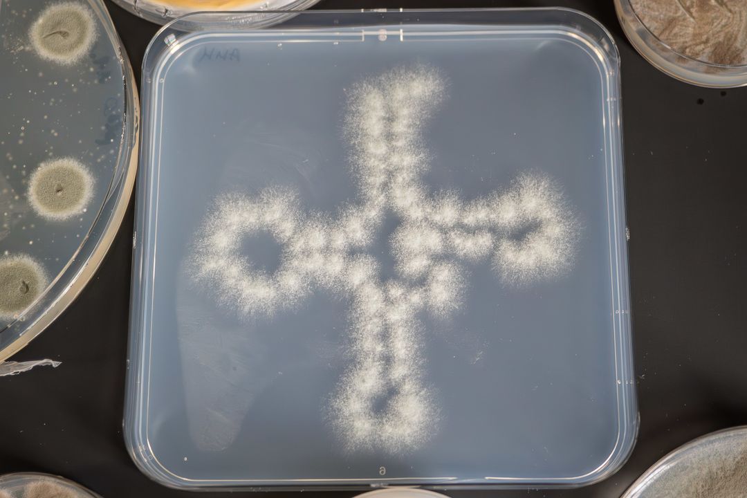 Aspergillus fumigatus-Kolonien, die in Form eines tRNA-Moleküls ausgestrichen wurden