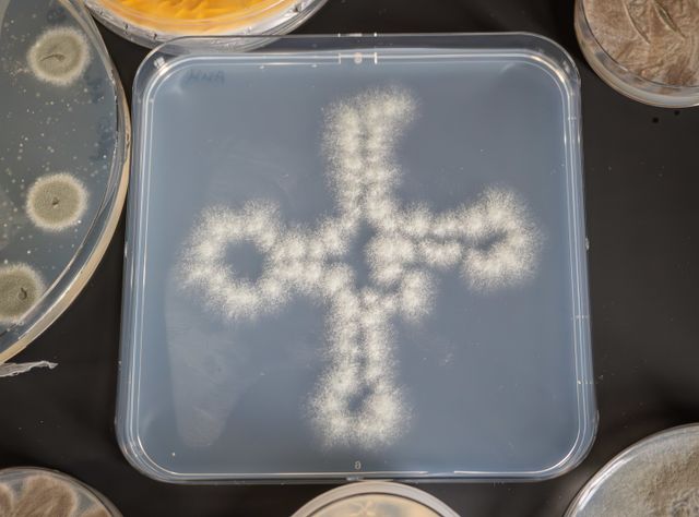 Aspergillus fumigatus-Kolonien, die in Form eines tRNA-Moleküls ausgestrichen wurden Aspergillus fumigatus-Kolonien, die in Form eines tRNA-Moleküls ausgestrichen wurden