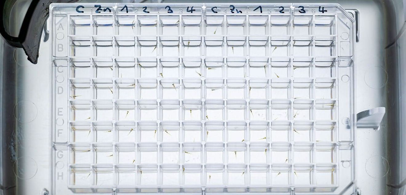 Well-Platte mit 96 Embryonen des Zebrabärblings zur automatisierten Analyse ihres Schwimmverhaltens per Videotracking. Well-Platte mit 96 Embryonen des Zebrabärblings zur automatisierten Analyse ihres Schwimmverhaltens per Videotracking.
