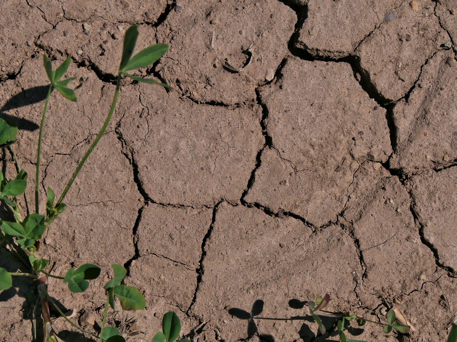 Trockenrisse im Boden Trockenrisse im Boden bedrohen Wasserqualität