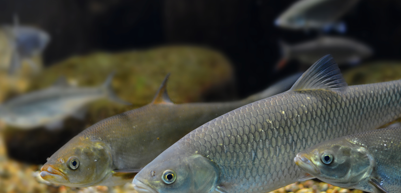 PFAS in Speisefischen aus Nord- und Ostsee - Grenzwerte deutlich überschritten Symbolbild Heringe