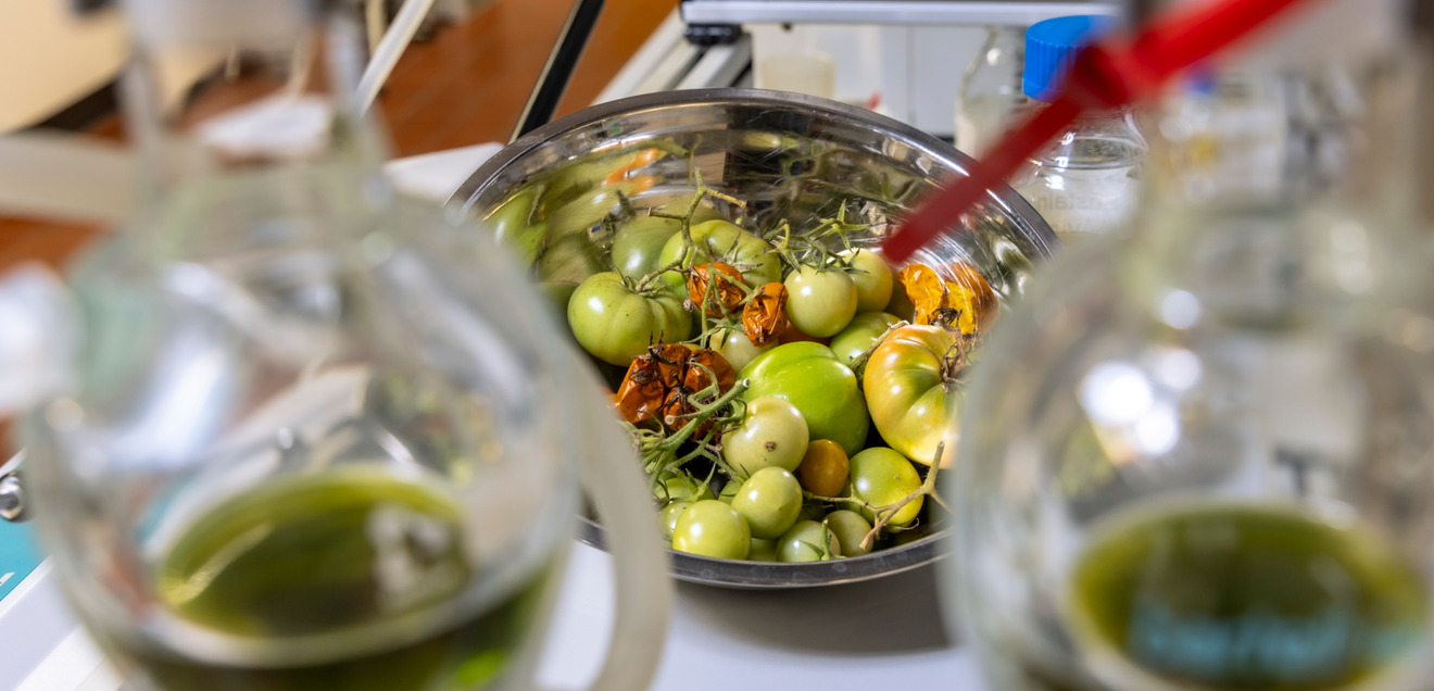 Aus Resten der Tomatenproduktion soll nachhaltiger Flugzeugtreibstoff werden - EU-Projekt ToFuel Aus Resten der Tomatenproduktion, wie Blättern, Stängeln, Samen, Schalen sowie unreifen und schimmligen Früchten, soll nachhaltiger Flugzeugtreibstoff werden.