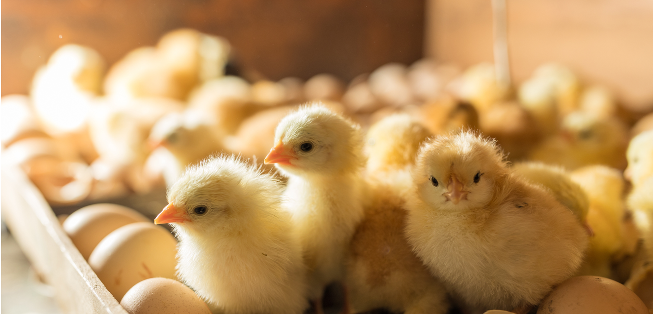 EIer und frisch geschlüpfte Küken in einem Inkubator