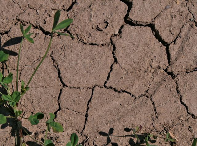 Trockenrisse im Boden Trockenrisse im Boden bedrohen Wasserqualität