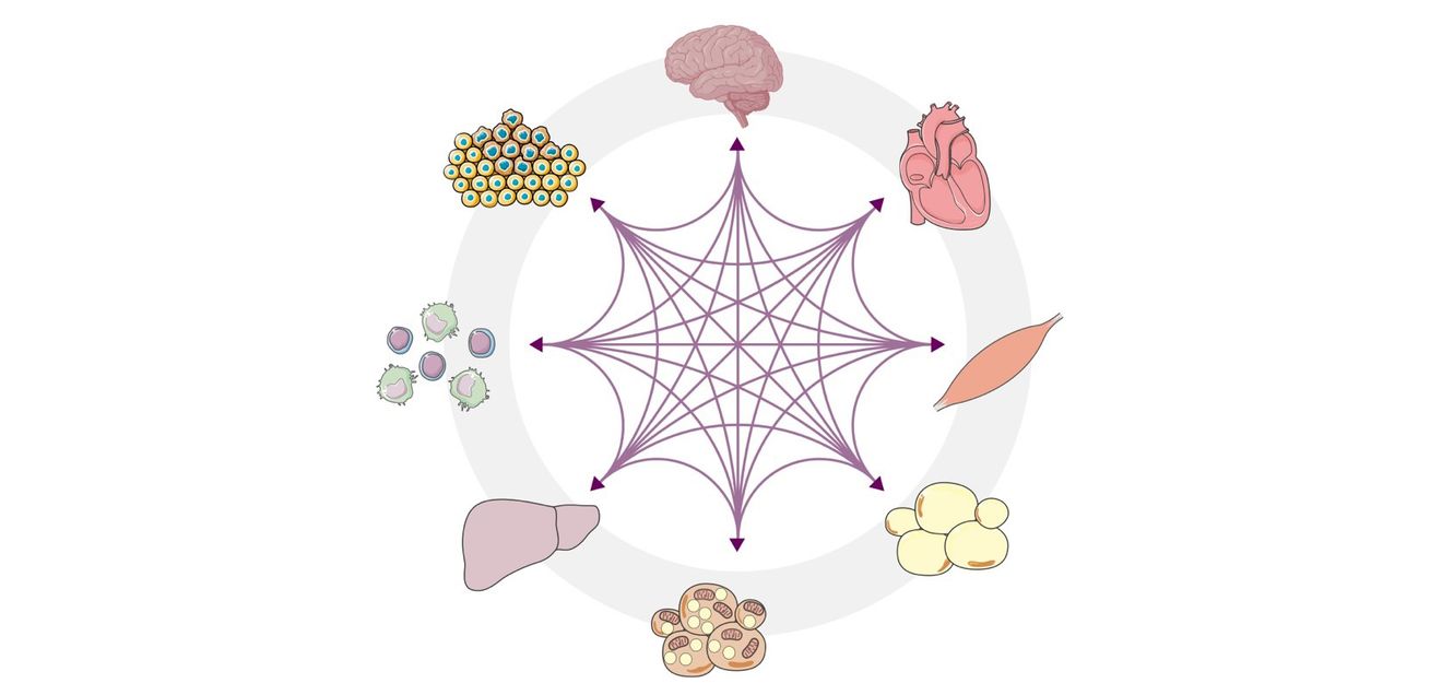 Fehlregulationen der komplexen Kommunikationsprozesse zwischen Organen wie Leber, Herz, Darm, Gehirn und dem Immunsystem beeinflussen die Entstehung von Krankheiten