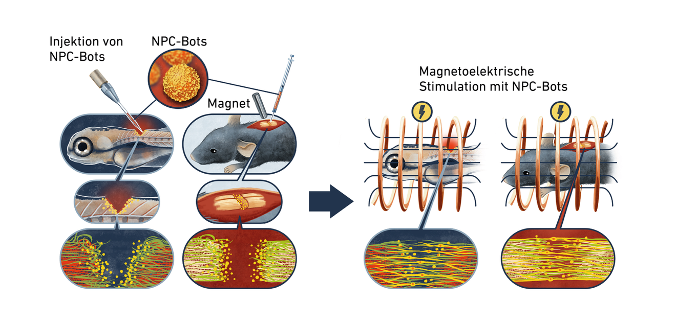 Schematische Darstellung, wie die NPC-Bots in in das verletzte Rückenmark injiziert und die Mikroroboter magnetisch an die richtige Stelle gesteuert werden. Dann werden die Nervenzellen bei Zebrafischen und Mäusen mit den NPC-Bots magnetoelektrisch stimuliert und erholen sich so schneller.