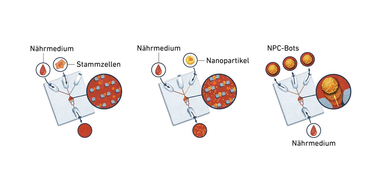 Die grafische Darstellung veranschaulicht die Herstellung von Mikrorobotern auf dem Lab-on-Chip (LoC). Im Zentrum befindet sich ein Reservoir, in dem die Zellen eingefangen werden. Anschliessend werden die Nanopartikel injiziert. Nach etwa 30 Minuten verbinden sich beide Komponenten zu einem NPC-Bot.