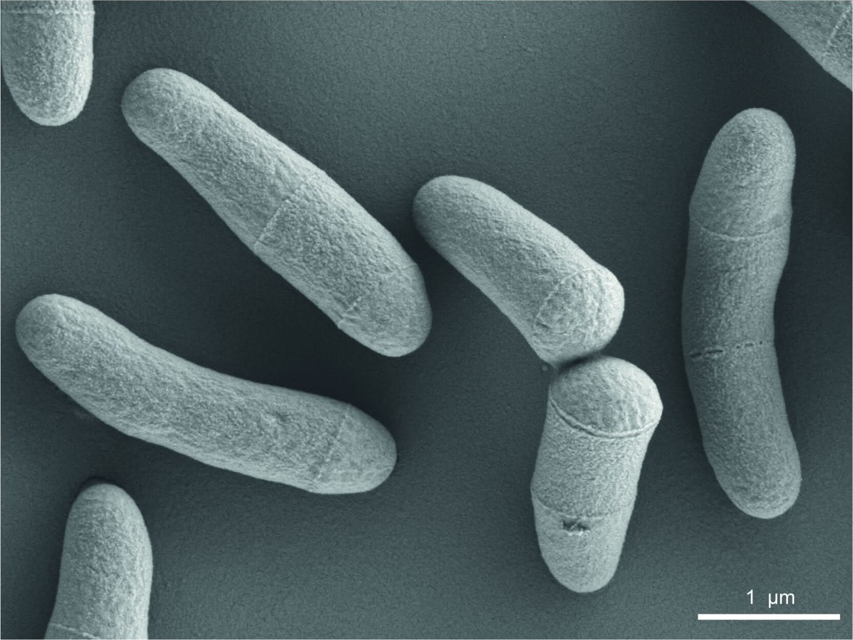 Aufnahme von Corynebacterium glutamicum Mikrobe des Jahres 2025