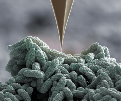 Pseudomonas-Bakterien wehren sich mit Nano-Harpunen