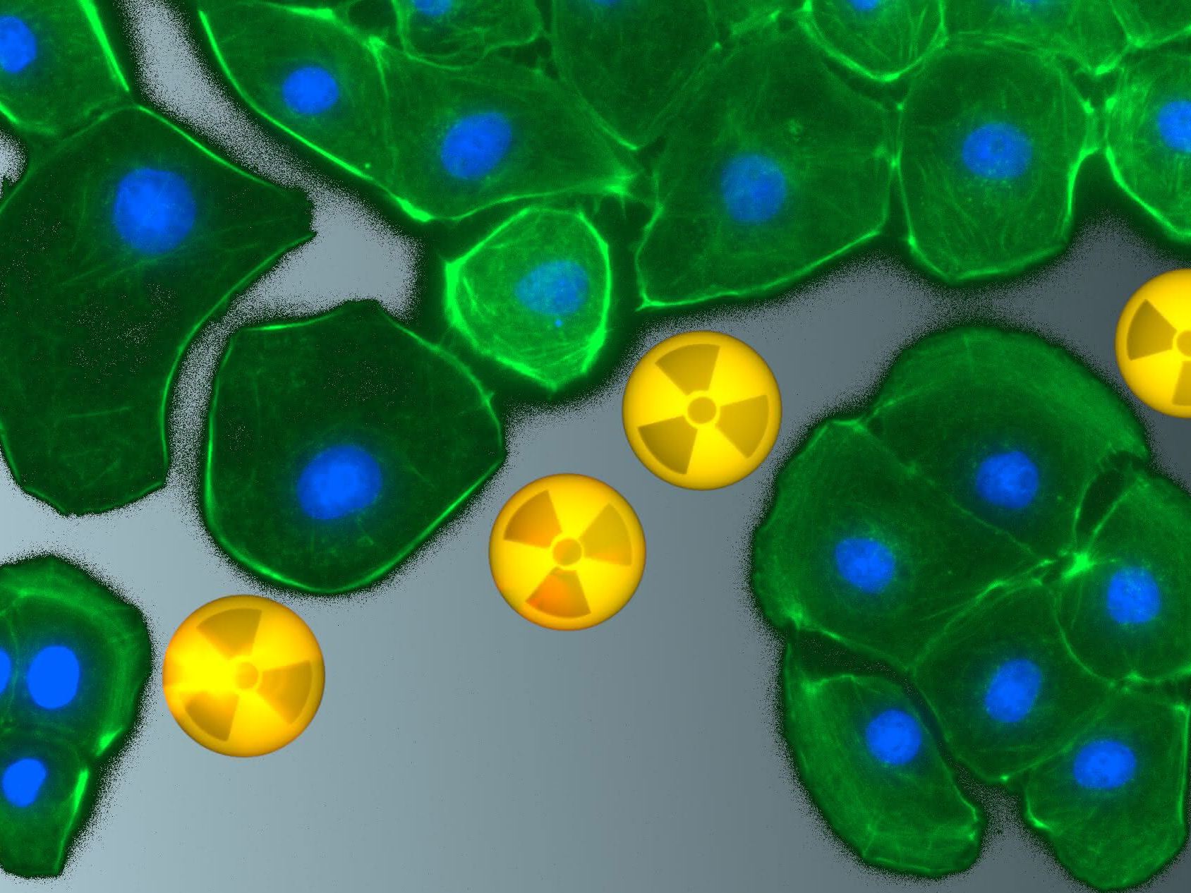 Fluoreszenzmikroskopische Aufnahme von Rattennierenzellen