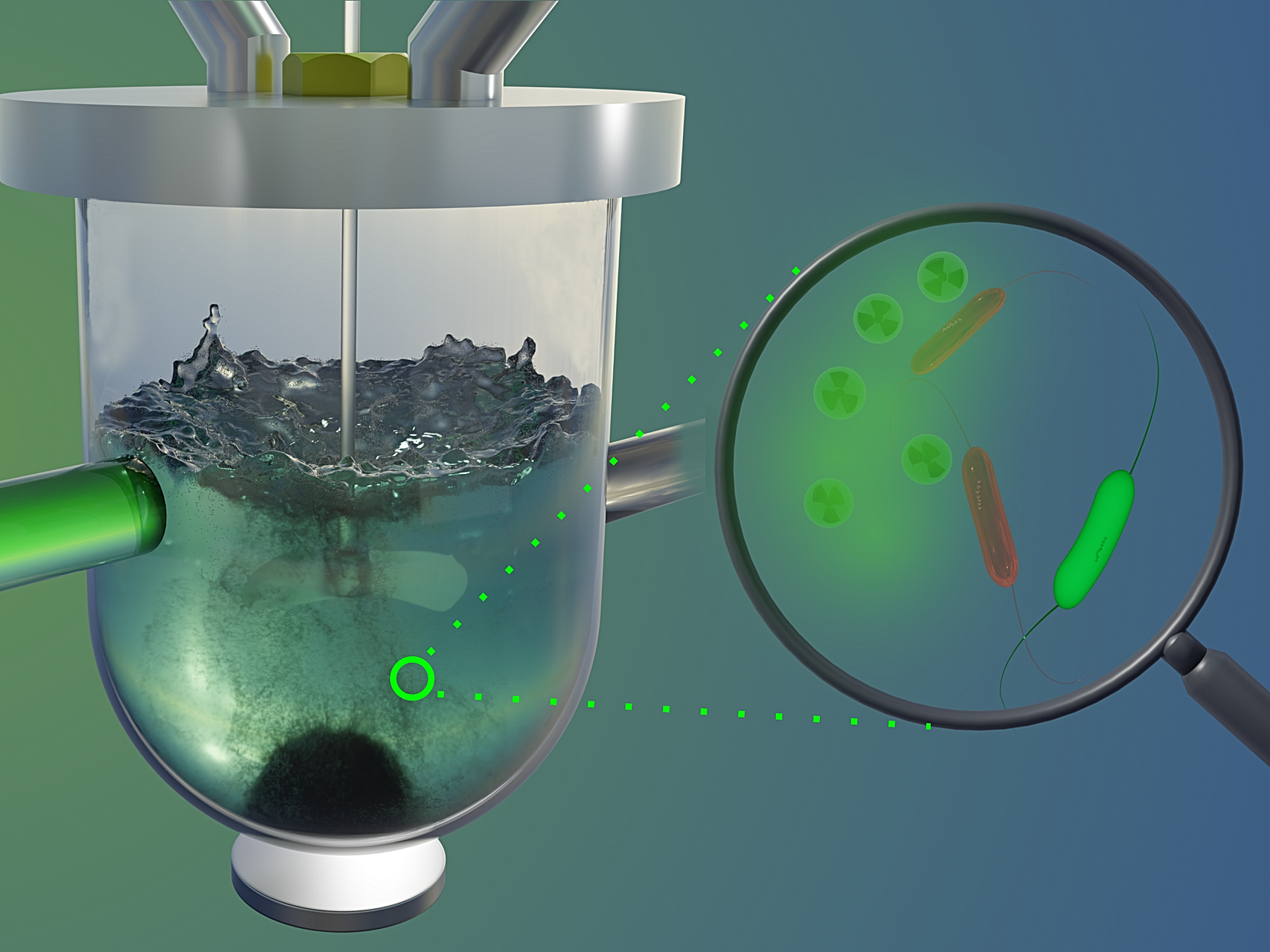 Uran-Aufnahme durch magnetotaktische Bakterien untersucht: Wässer von Schwermetallen reinigen Magnetotaktische Bakterien binden Uran in der Zellwand