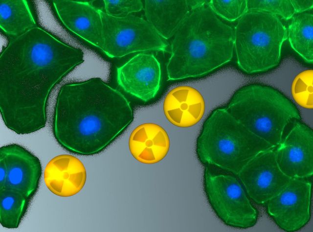 Fluoreszenzmikroskopische Aufnahme von Rattennierenzellen