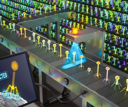 Spezifische Viren zur Bekämpfung gefährlicher Bakterien identifizieren PhARIS (Phage Aureus RBP Identification System) identifiziert spezifische Rezeptor-bindende Proteine in Phagen und bestimmt das Potenzial, den bakteriellen Krankheitserreger Staphylococcus aureus zu infizieren. Künstlerische Darstellung.