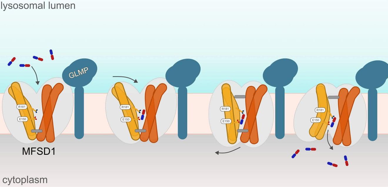 Transports von Dipeptiden durch den GLMP-MFSD1-Komplex Schematische Darstellung des Transports von Dipeptiden durch den GLMP-MFSD1-Komplex vom Lysomonen ins Zytoplasma