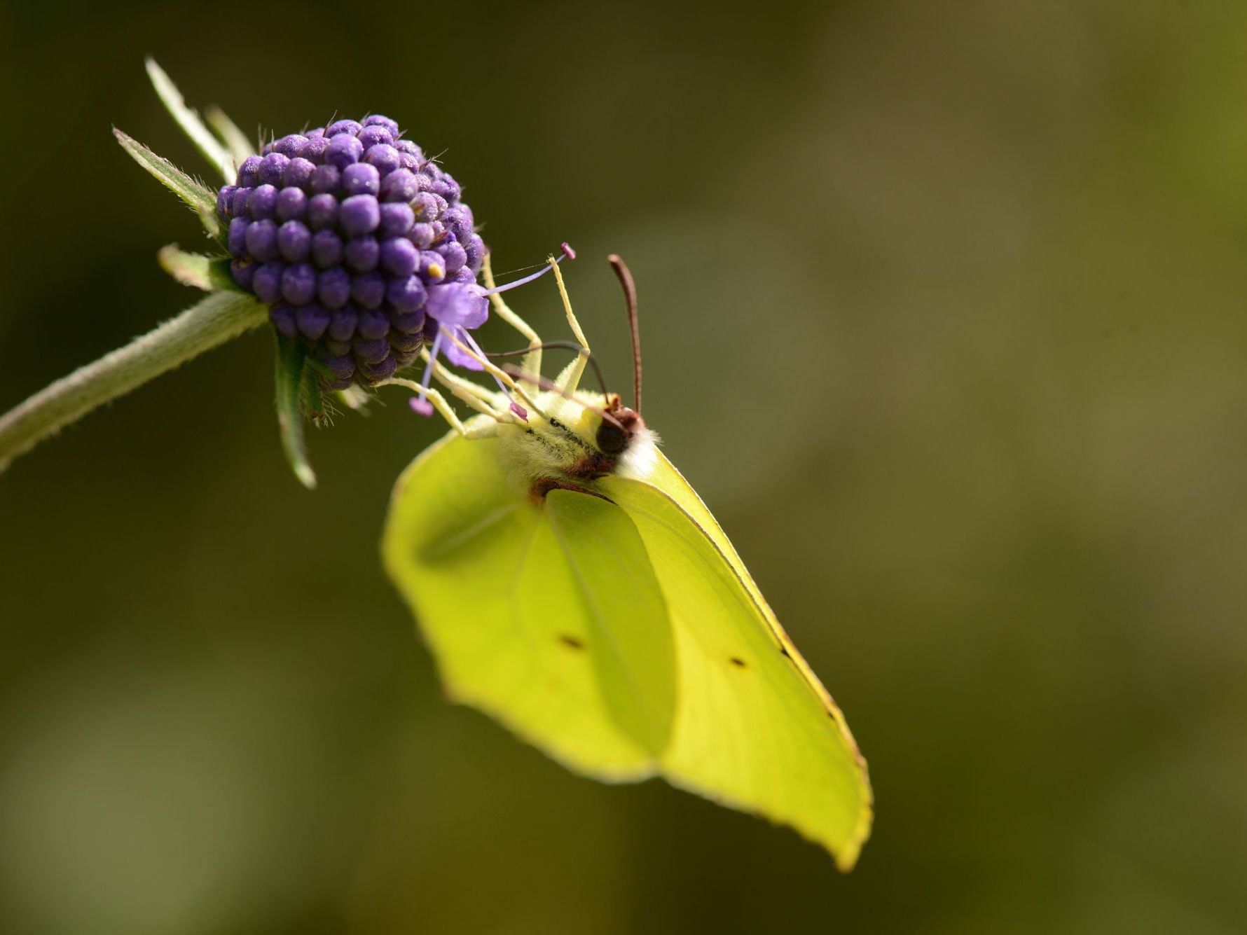 Zitronenfalter an einer Blüte Zitronenfalter an einer Blüte