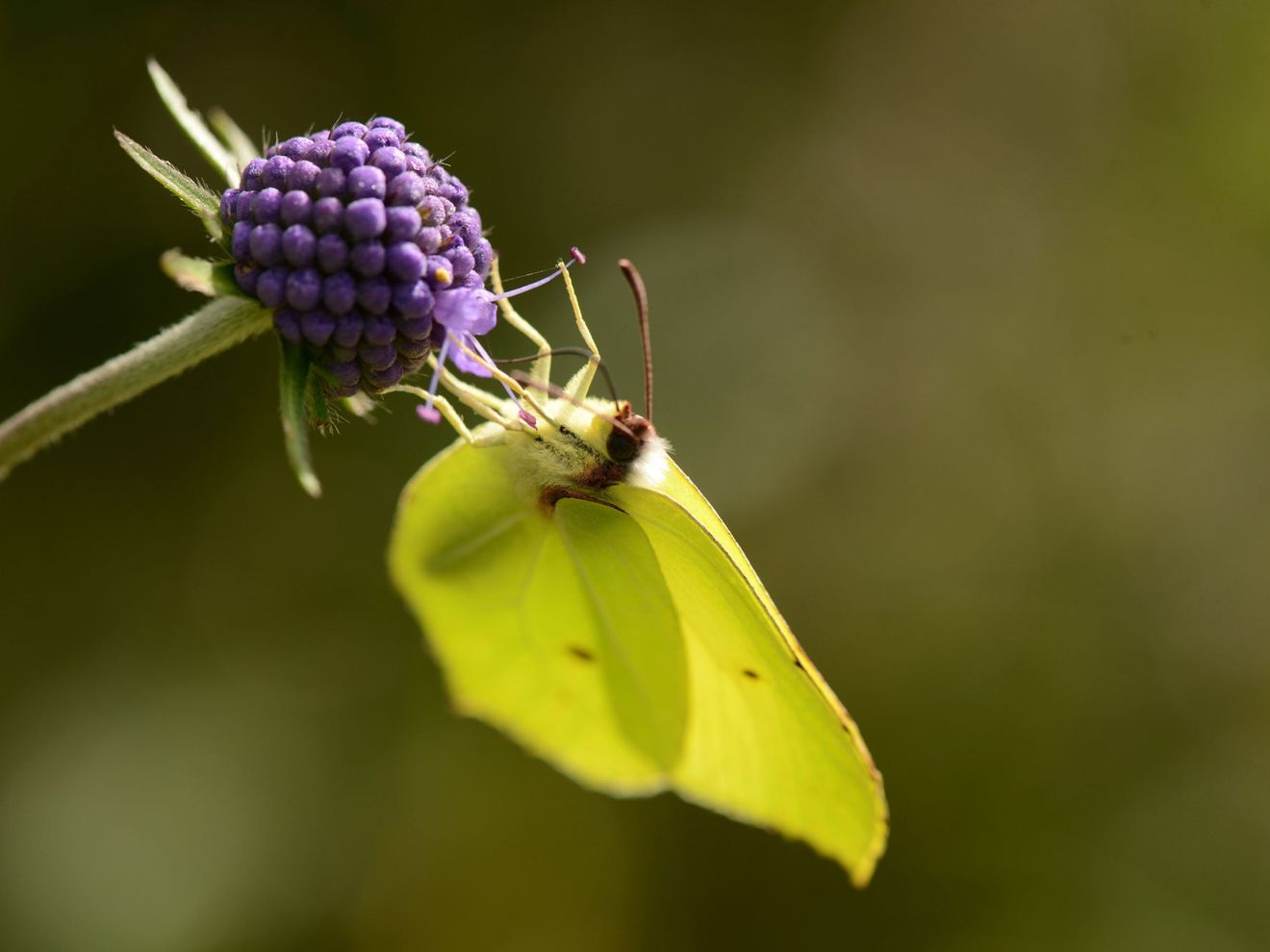 Zitronenfalter an einer Blüte Zitronenfalter an einer Blüte
