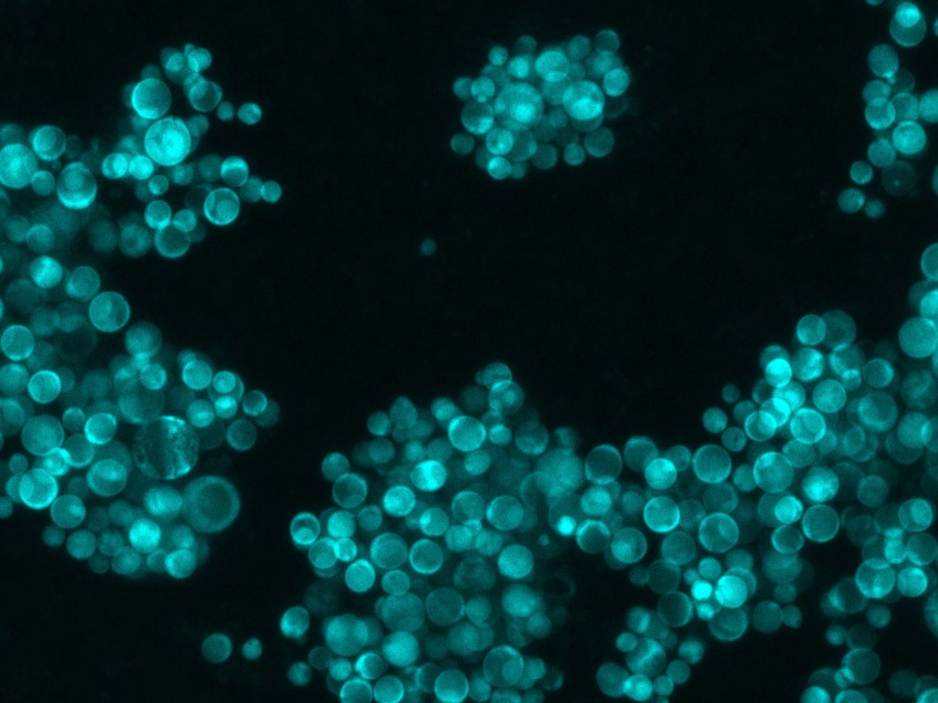 Synthetisches Hefe-Genom: tRNA-Neochromosom der Bierhefe Synthetisches Hefe-Genom: tRNA-Neochromosom der Bierhefe