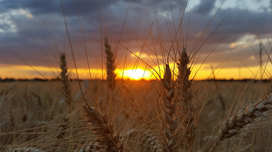Weniger Dnger, mehr Ertrag: So soll Weizen klimaresilient und nachhaltiger  werden - LABO