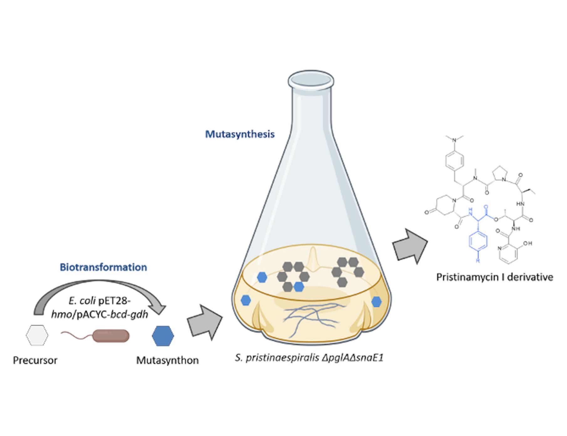 Veranschaulichung des biotransformationsgekoppelten Mutasynthese-Ansatzes