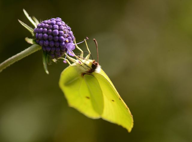 Zitronenfalter an einer Blüte