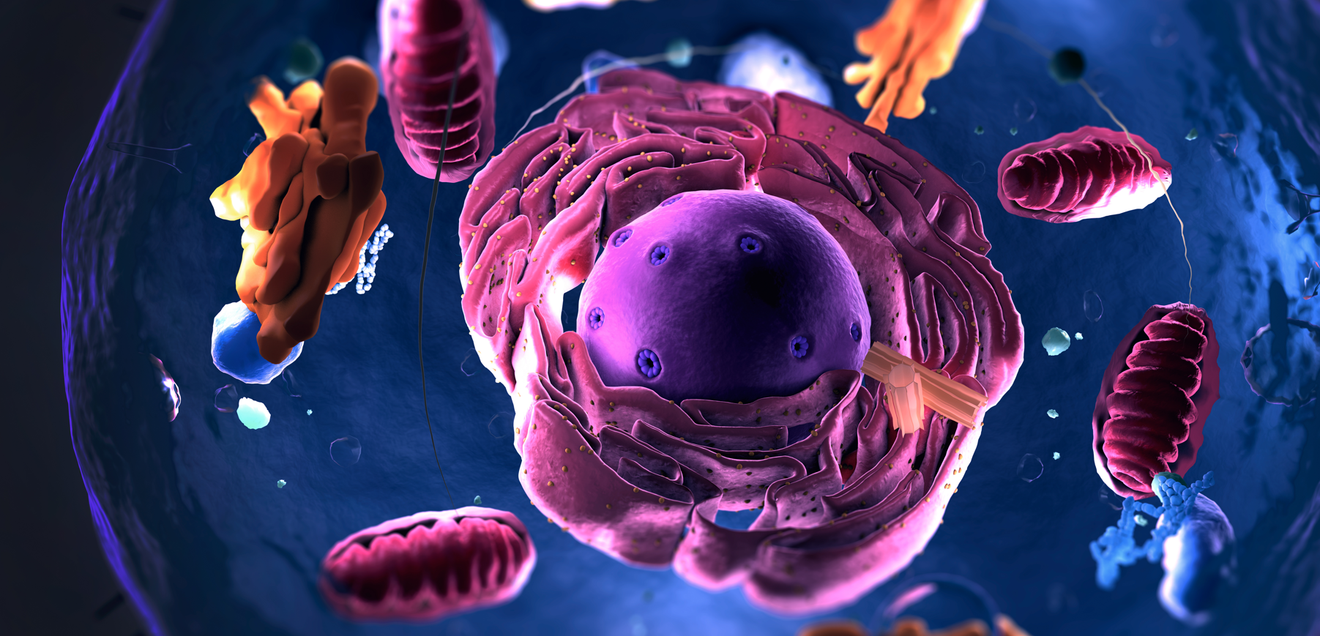 Verhindert Cholin das Altern von Mitochondrien? Die verborgene Chemie unserer Zellen Zelle mit Zellorganellen und Mitochondrien