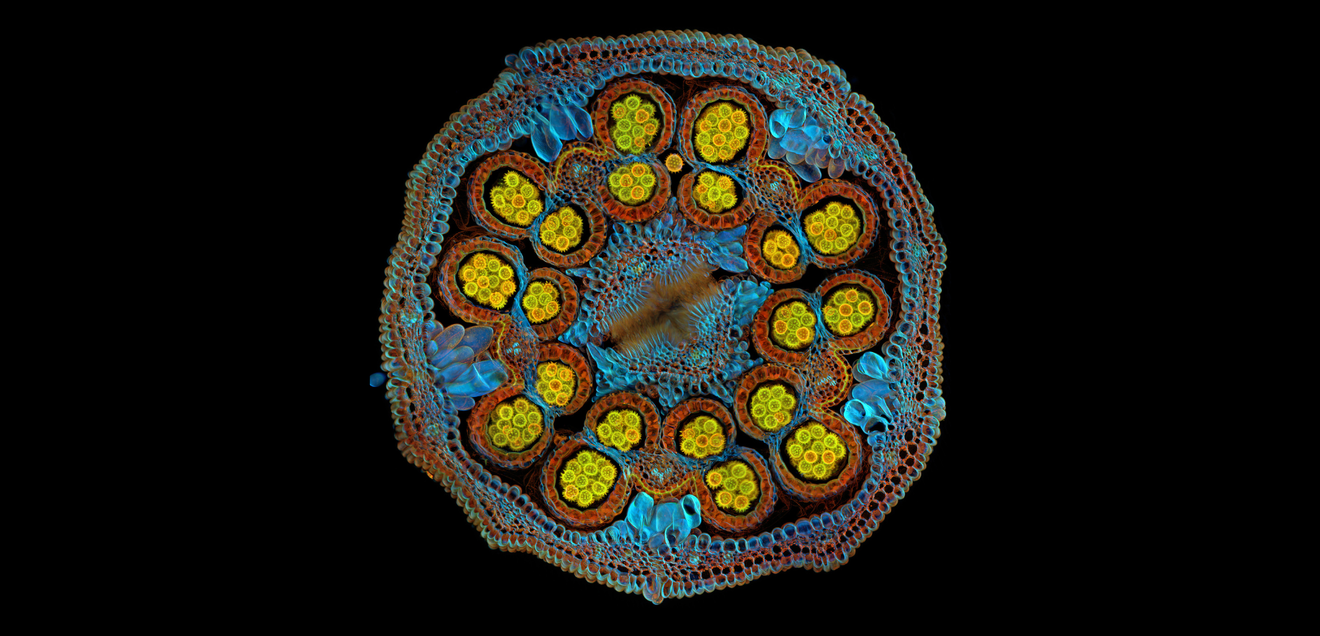 Mikroskopischer Querschnitt einer Asterblüte Mikroskopischer Querschnitt einer Asterblüte