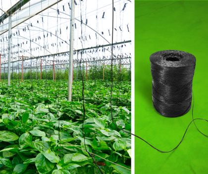 Industriell kompostierbar: BASF entwickelt Biopolymer für Rankhilfen in Gewächshäusern