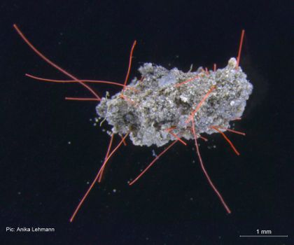 Bodenplastisphäre: Mikroorganismen und Mikroplastik in Böden Bodenaggregat mit Mikroplasik-Fasern