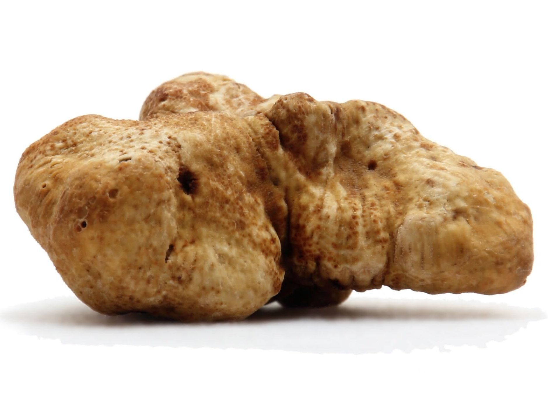 Piemont-Trüffel (Tuber magnatum) Piemont-Trüffel (Tuber magnatum)