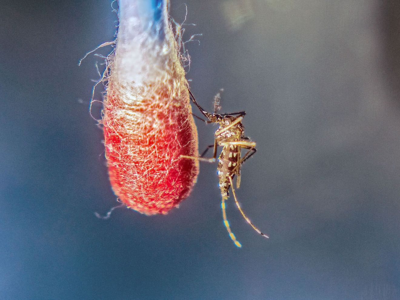 Eine Asiatische Tigermücke (Aedes albopictus) beim Blut-Trinken. Eine Asiatische Tigermücke (Aedes albopictus) beim Blut-Trinken