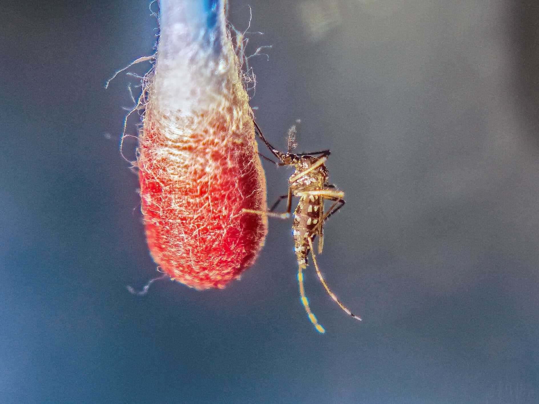 Eine Asiatische Tigermücke (Aedes albopictus) beim Blut-Trinken