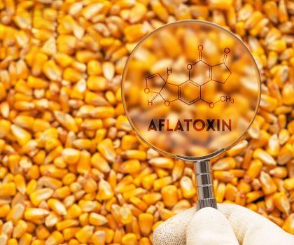 Symbolbild: Maiskörner werden mit einer Lupe betrachtet auf der die chemische Formel von Aflatoxin gezeichnet ist