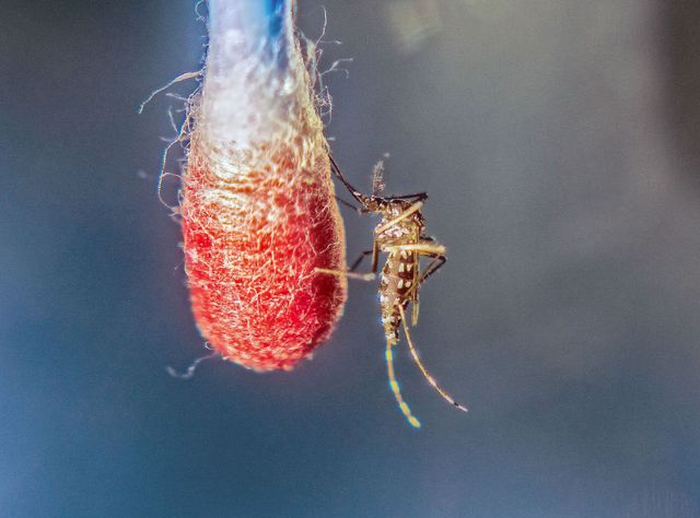 Eine Asiatische Tigermücke (Aedes albopictus) beim Blut-Trinken. Eine Asiatische Tigermücke (Aedes albopictus) beim Blut-Trinken