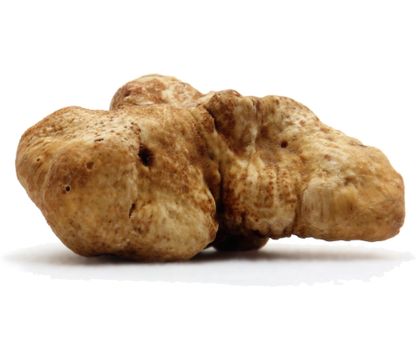 Piemont-Trüffel (Tuber magnatum)
